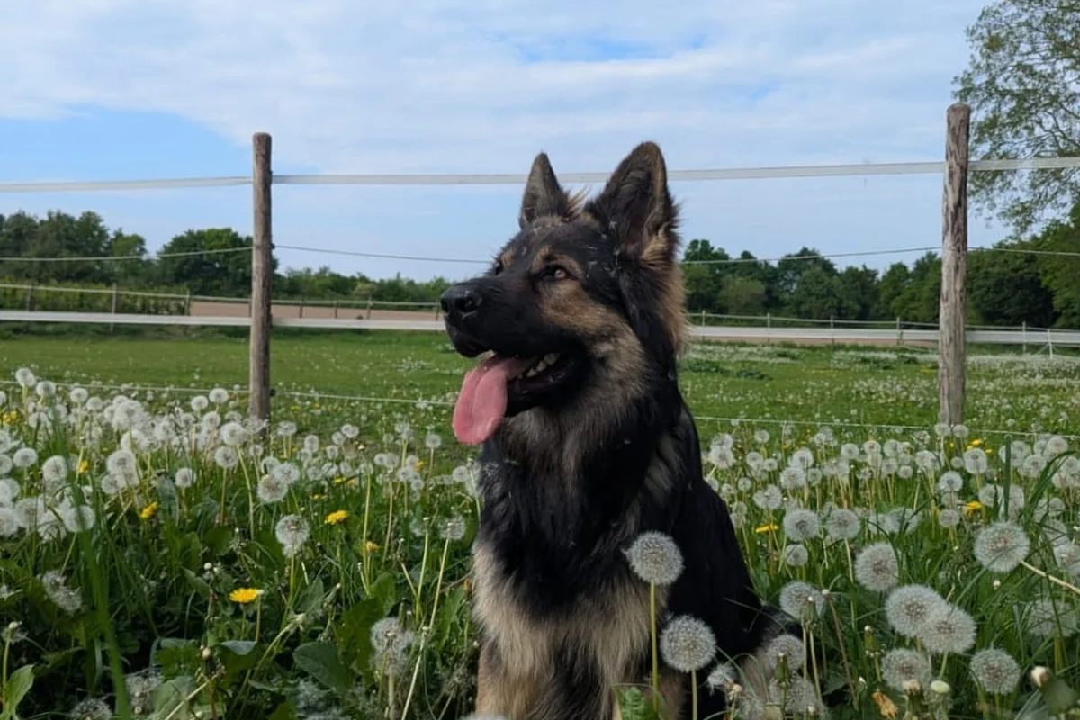 Maxx: unser Hofhund auf dem Weg zum Therapiehund