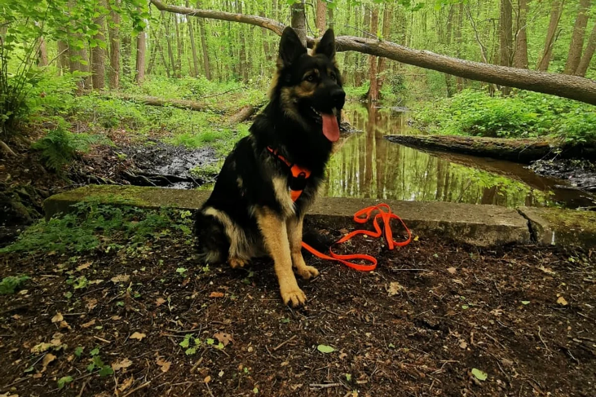 Maxx sitzt aufmerksam im Wald auf einem Spaziergang